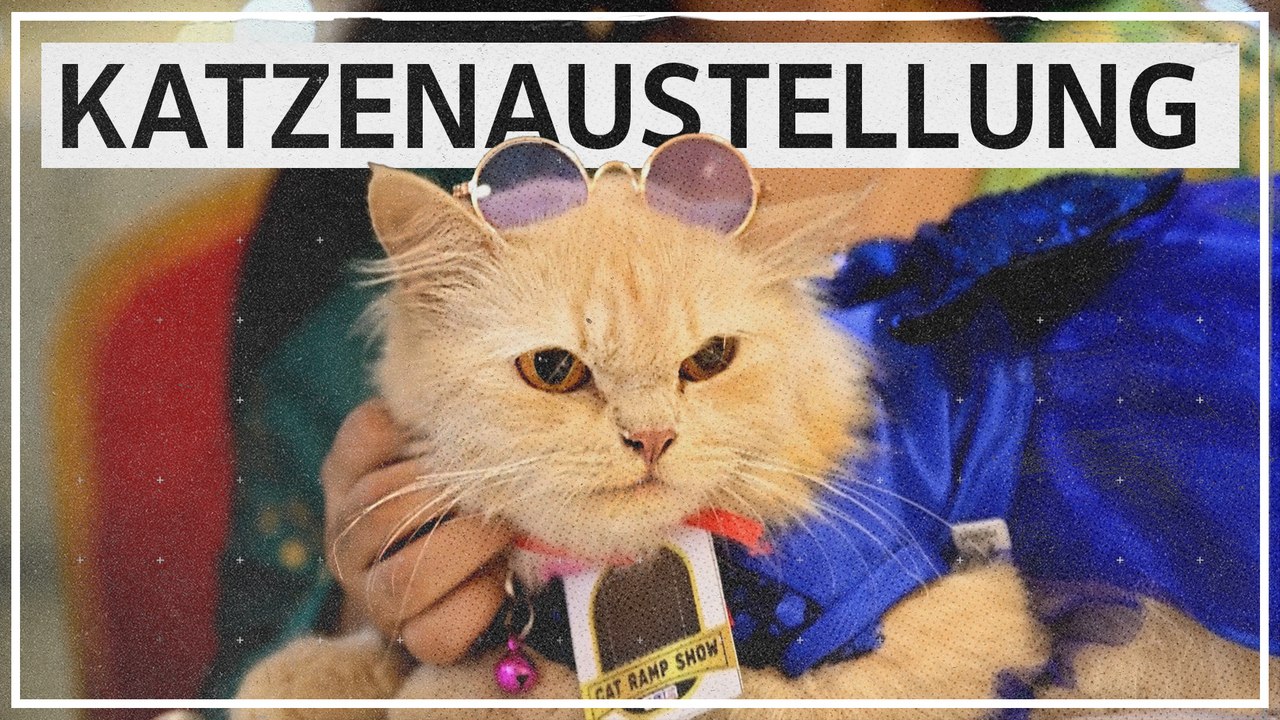 Warum Katzen in Bangladesch Sonnenbrillen tragen