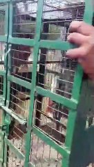 जंगली जानवर का आतंक, पिंजरे लगाकर बांधी बकरी