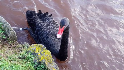 Swans in Dawlish