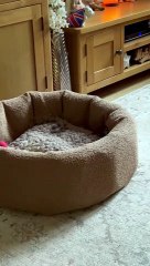 These Dogs Know That Sharing is Caring