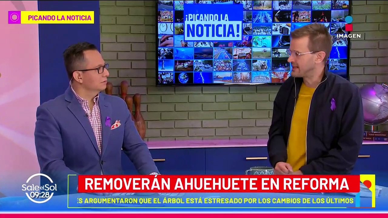 Ahuehuete de Reforma será removido