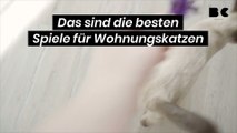 Das sind die besten Spiele für Wohnungskatzen