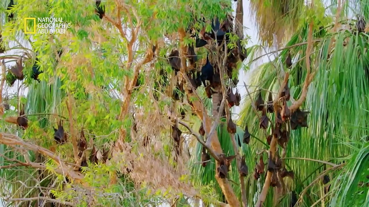 الثعلب الطائر _ وحوش البرية _ ناشونال جيوغرافيك أبوظبي