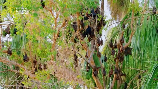 الثعلب الطائر _ وحوش البرية _ ناشونال جيوغرافيك أبوظبي