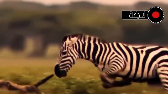 عندما يغضب الحمار الوحشي لا يعرف الرحمة مشهد لا يصدق_الحياة البرية في عالم الحيوان