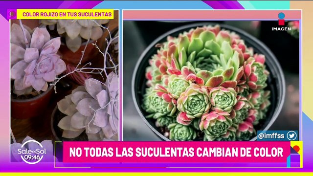 Cambia el color de tus suculentas con estos tips