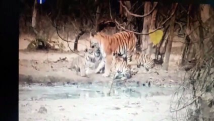 देखिए पेंच में चार शावकों के साथ पाटदेव बाघिन