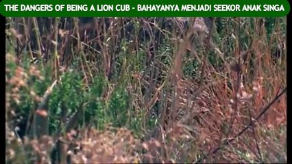 THE DANGERS OF BEING A LION CUB