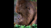 Mountain gorilla #viral #dailymotionshorts #animals #jaanvar #shorts #short