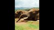 African Forest Elephent #dailymotionshorts #viral #animals #reels #shorts