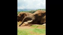 African Forest Elephent #dailymotionshorts #viral #animals #reels #shorts