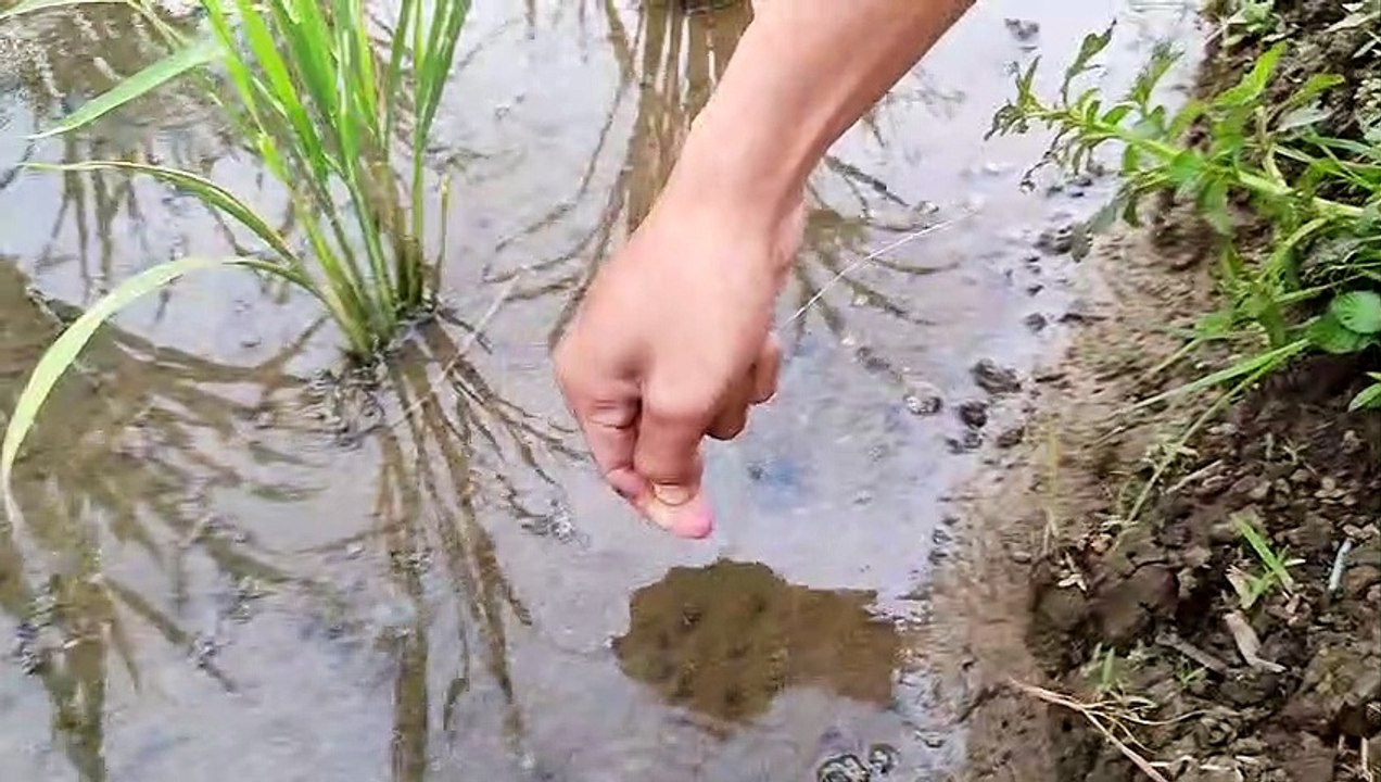 Fishing the eel