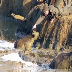 Herd of Buffaloes' Rescue