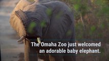 The Omaha Zoo Just Welcomed the Cutest Baby Elephant — See the Photos