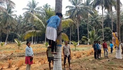 Video Story: नारियल पेड़ की चढ़ाई करने युवतियां भी आने लगी हैं सामने, दिया रहा विशेष प्रशिक्षण