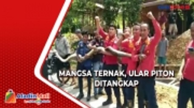 Mangsa Ternak Warga di Kendari, Ular Piton Sepanjang 6 Meter Berhasil Ditangkap