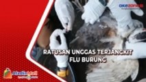 Ratusan Unggas di Jawa Barat Mati Terjangkit Flu Burung