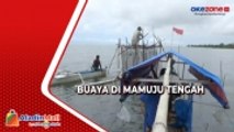 Proses Penangkapan Buaya Raksasa di Mamuju Tengah