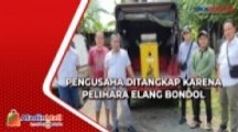 Gegara Pelihara Elang Bondol, Pengusaha di Situbondo Jadi Tersangka