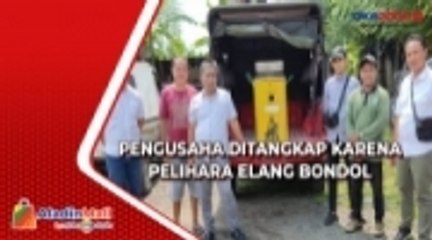 Gegara Pelihara Elang Bondol, Pengusaha di Situbondo Jadi Tersangka