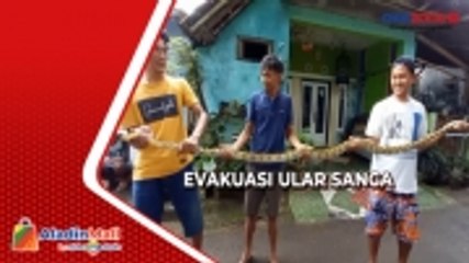 下载视频: Tanpa Alat Pelindung, Warga di Majalengka Evakuasi Ular Sanca di Atas Genteng