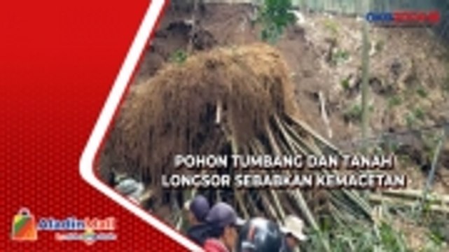 Pohon Tumbang dan Tanah Longsor Sebabkan Kemacetan Panjang di Cisarua