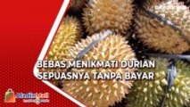 Menikmati Durian Sepuasnya Tanpa Bayar dalam Tumpengan Durian