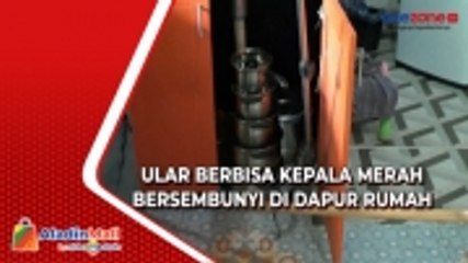 Ular Berbisa Kepala Merah Bersembunyi di Dapur Rumah Warga Palangka Raya, Begini Penampakannya