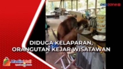 Diduga Kelaparan, Orangutan Kejar Wisatawan di Taman Nasional Tanjung Puting