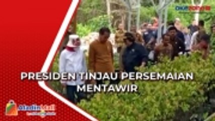 Dukung Reboisasi Hutan, Presiden Jokowi Tinjau Persemaian Modern Mentawir