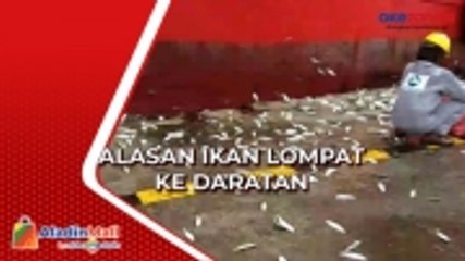 Viral Ikan Lompat ke Daratan, Ini Dia Alasannya