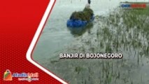 Gagal Panen, Ratusan Hektar Sawah di Bojonegoro Terendam Banjir