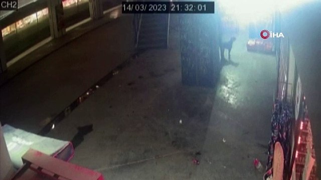 Böyle şaka olmaz olsun! Serbest bırakılan pitbull çocuğu kaptı!