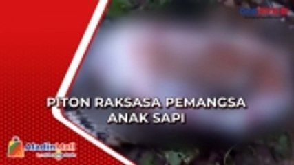 Warga Temukan Piton Raksasa Pemangsa Anak Sapi di Gowa, Begini Penampakannya