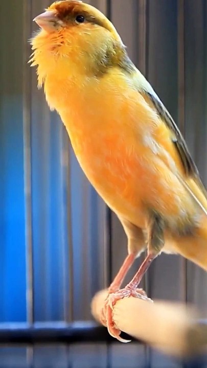 Kenari Juara  - Kenari Gacor Panjang