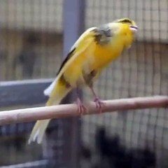 SUARA KENARI GACOR VOL