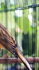 Kenari cengkok mewah - Kenari gacor