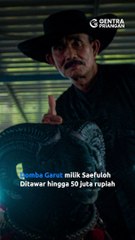 Domba Garut Seharga Rp50 Juta