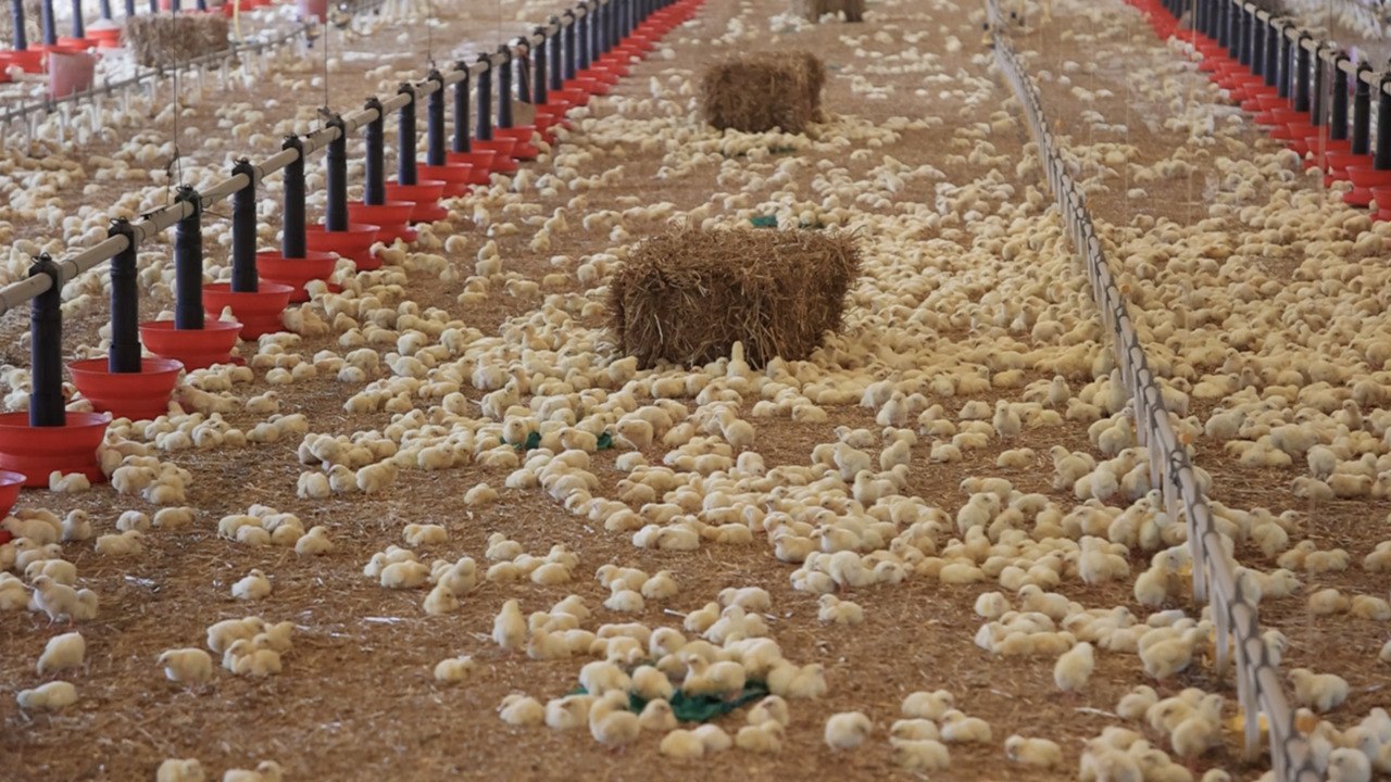 Don’t Pay for Overpriced Eggs. Learn To Read the Labels