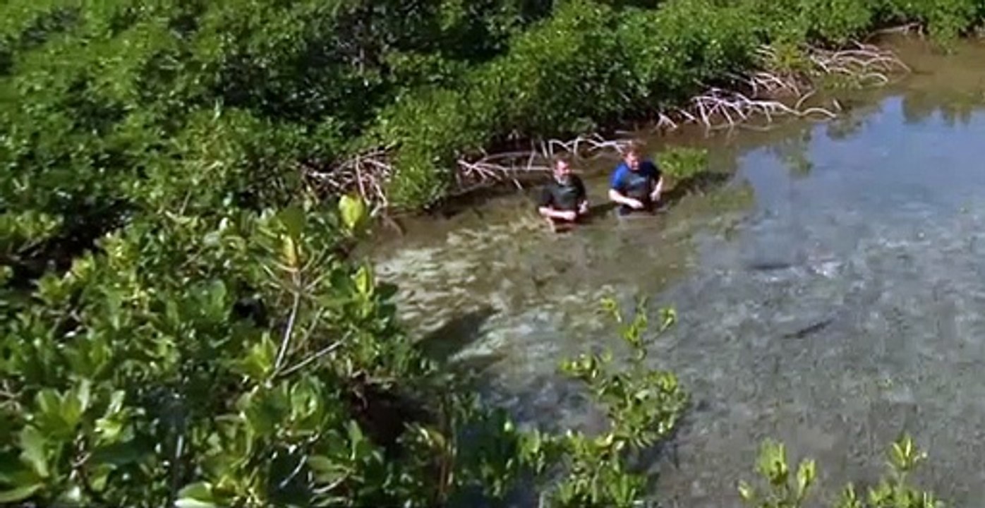 Wild Kratts S01 E24