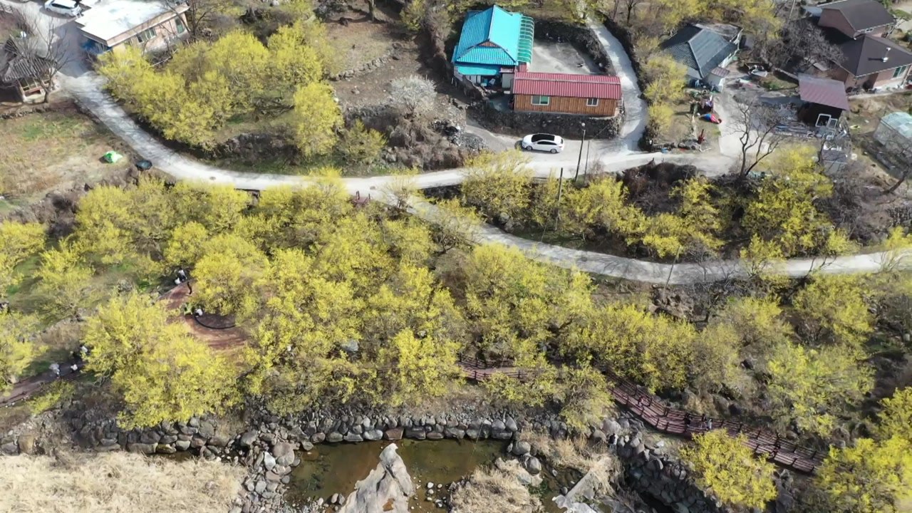 [날씨] 주말 고온 현상 계속...구례 산수유 향연 / YTN