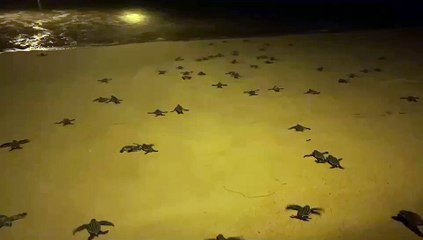 ลูกเต่ามะเฟืองรังที่ 7 ฟักแล้ว ลงสู่ทะเล 78 ตัว ที่หาดบางขวัญ พังงา