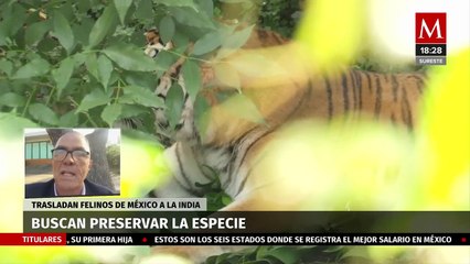 México traslada felinos a la India; se busca preservar la especie