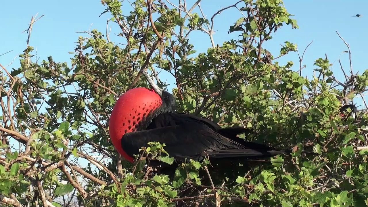 Frégate superbe (Fregata m. magnificens) Magnificent Frigatebird