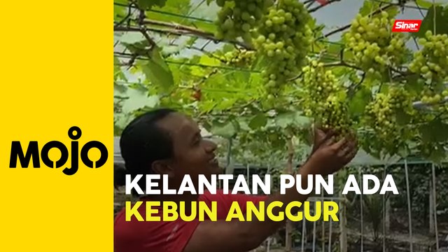 Kebun anggur pertama di Kelantan
