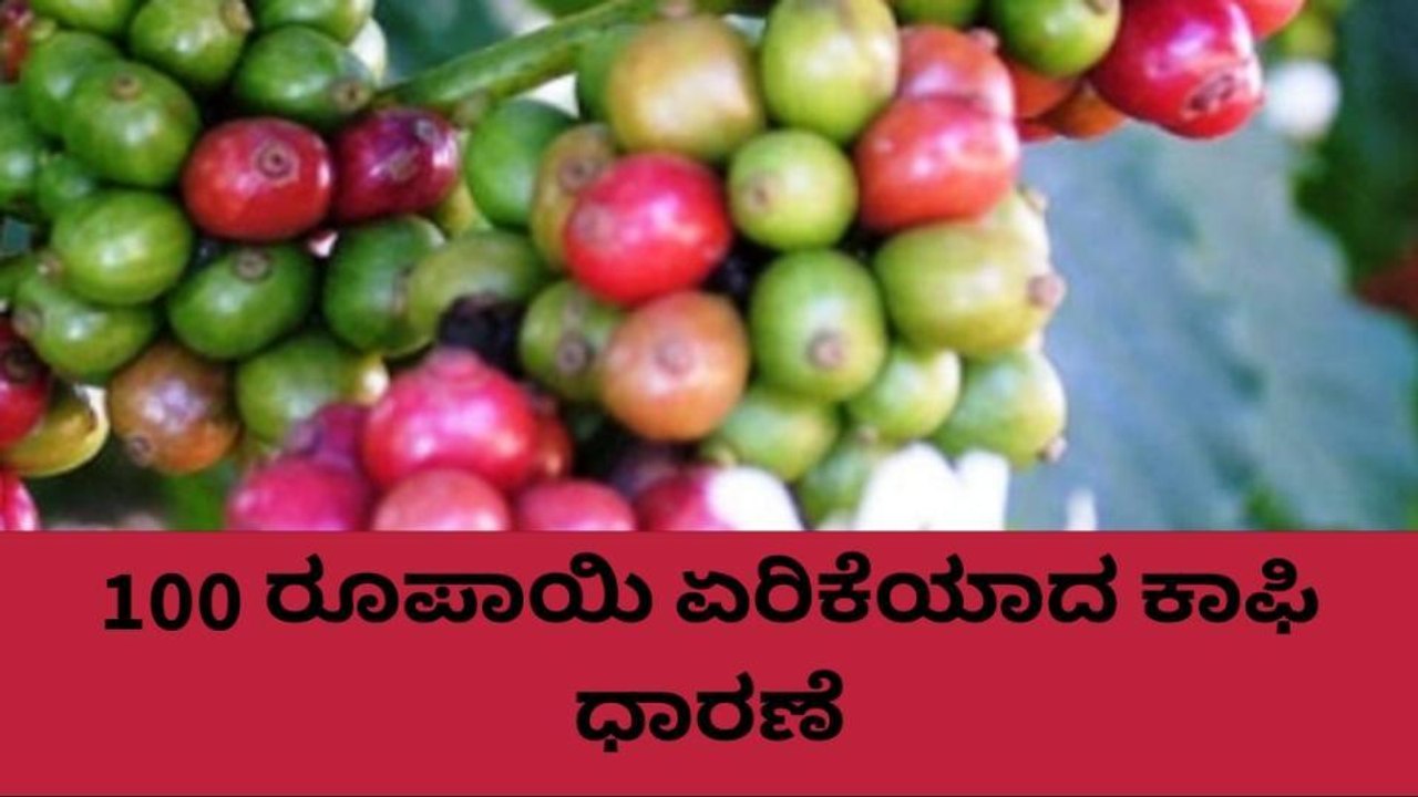 ಕೊಡಗು: ಏರಿಕೆ ಧಾರಣೆ ಕಂಡ ಅರೇಬಿಕಾ ಕಾಫಿ..ಹೀಗಿದೆ ರೇಟ್!
