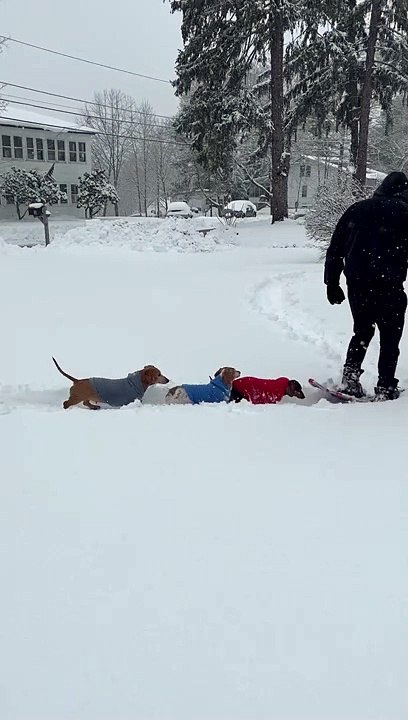 Making a Weiner Dog Racetrack