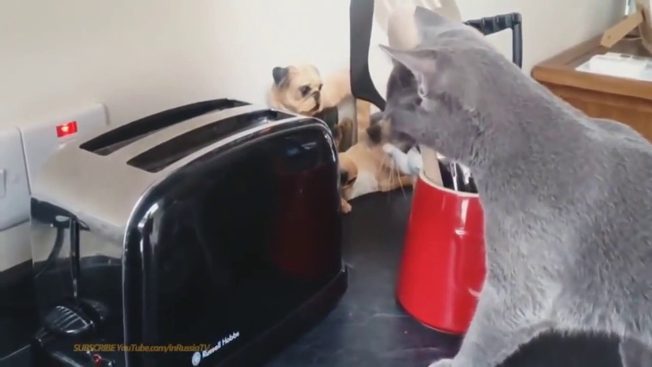 Funny animals complition