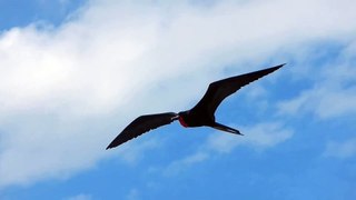 Ecuador_ Frigate bird in flight, Galapagos