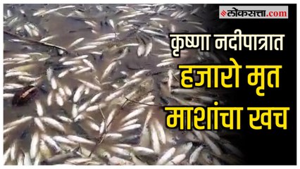 दुषित पाण्यामुळे माशांचा मृत्यू; स्थानिक नागरिकांचा संताप | Sangali